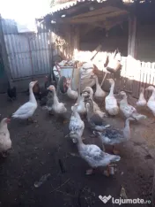 Boboci de gasca 