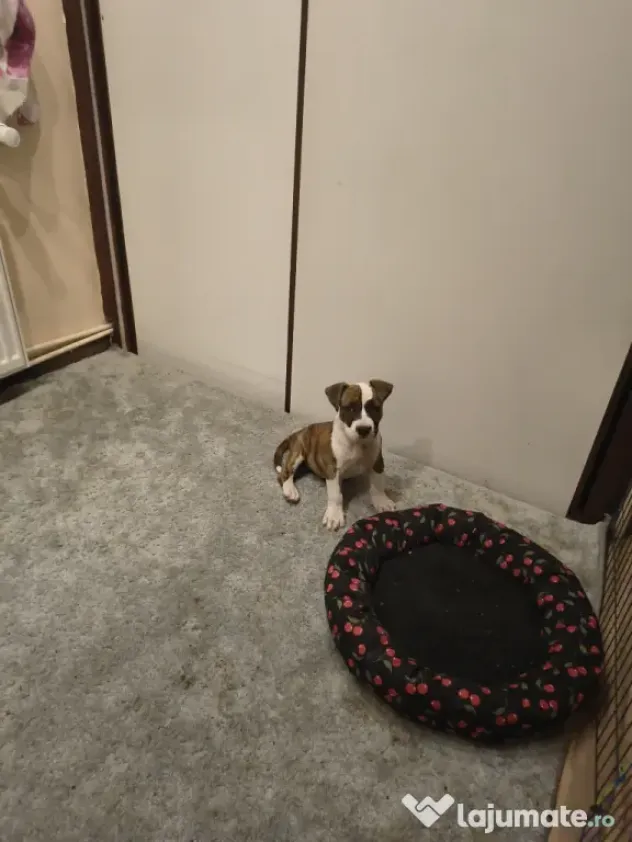 Femela Amstaff