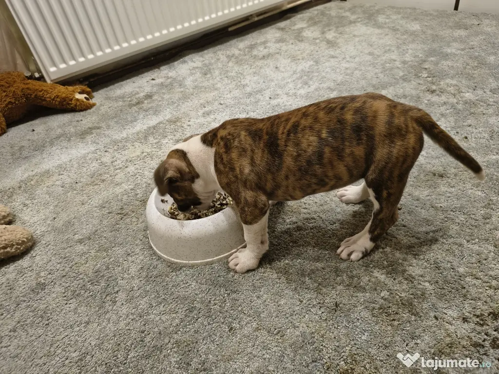Femela Amstaff