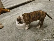 Femela Amstaff 