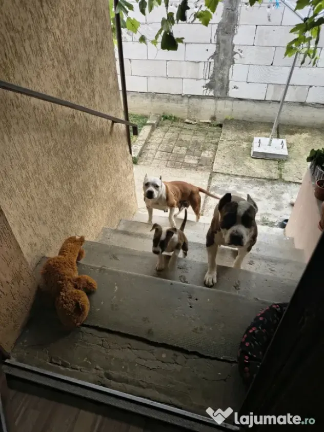 Femela Amstaff