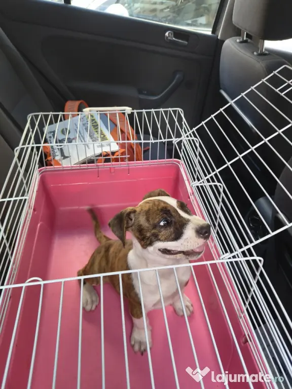 Femela Amstaff