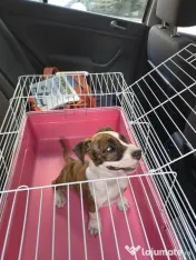 Femela Amstaff 
