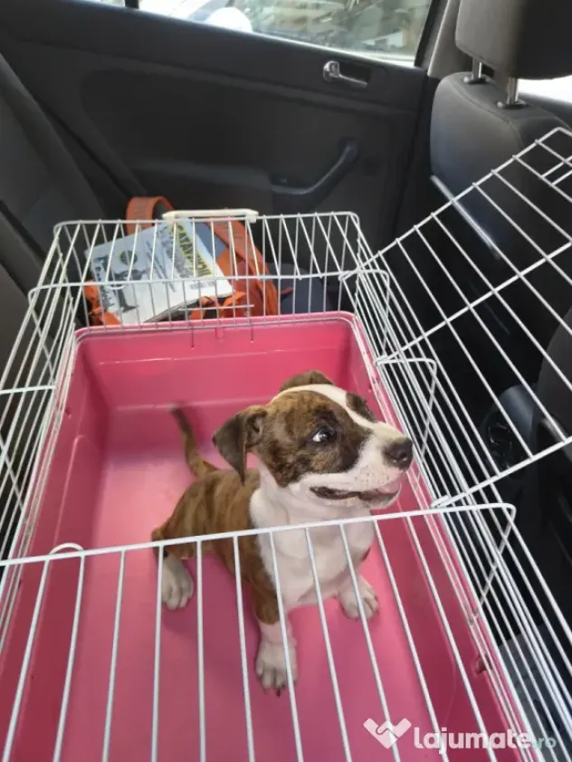 Femela Amstaff