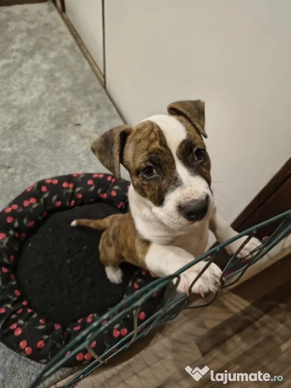 Femela Amstaff