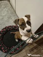 Femela Amstaff 
