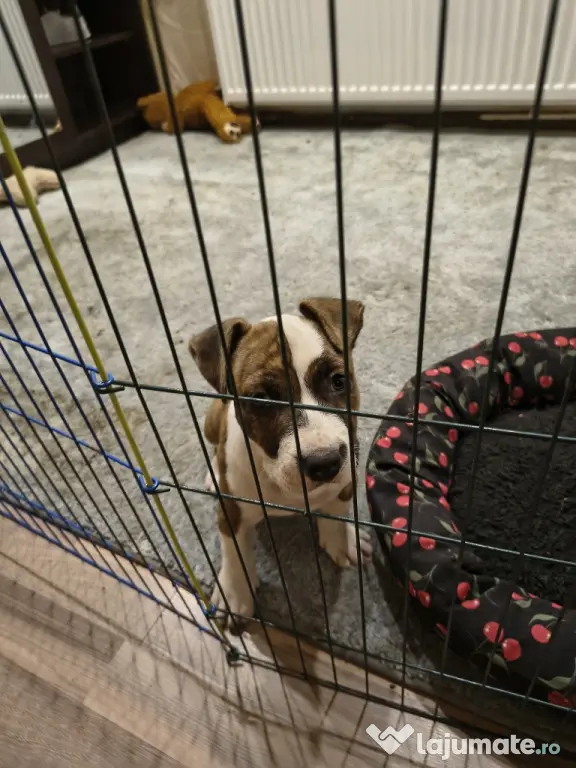 Femela Amstaff