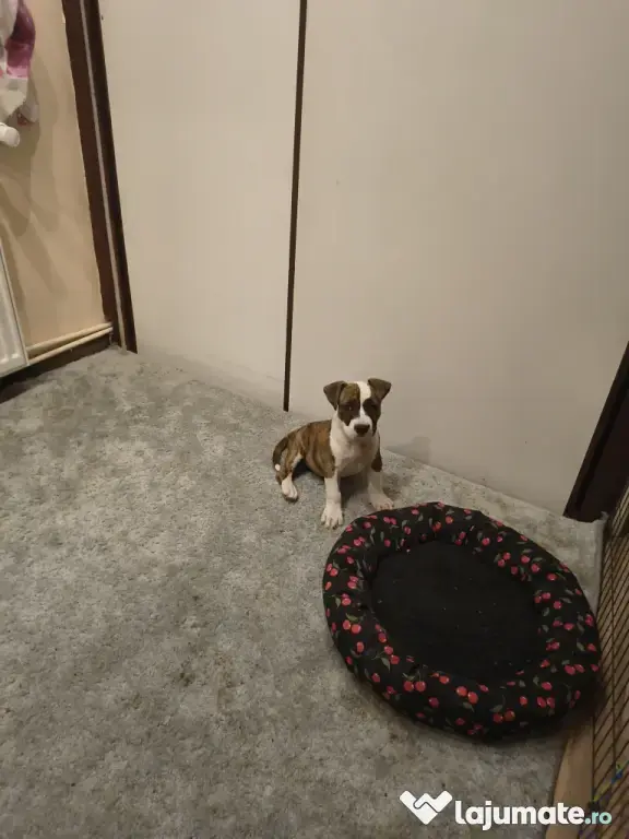 Femela Amstaff