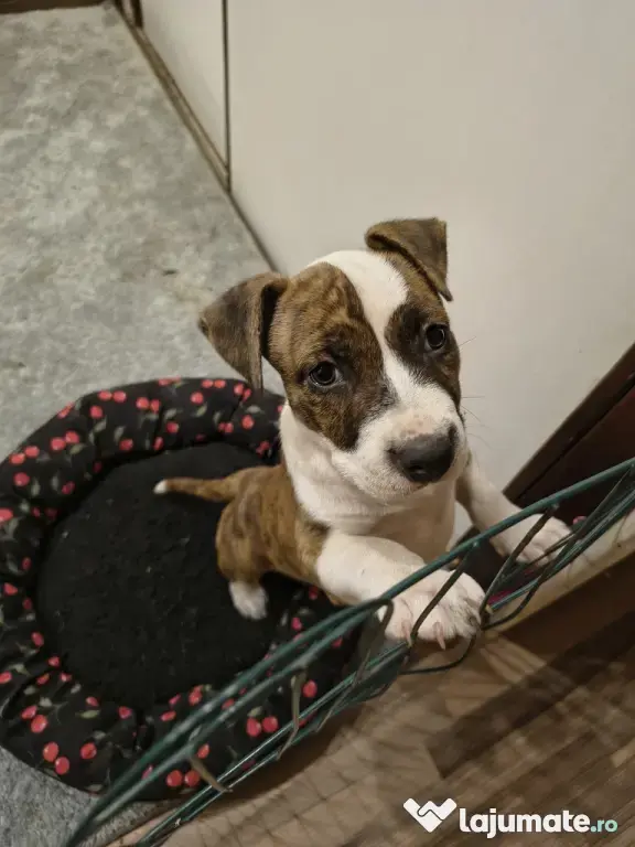 Femela Amstaff