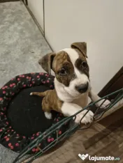 Femela Amstaff 