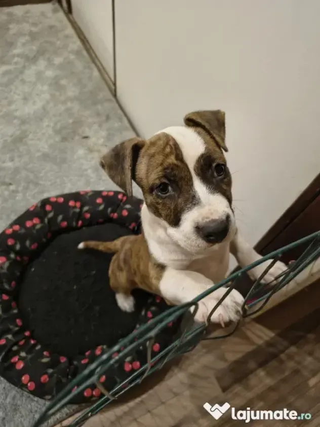 Femela Amstaff
