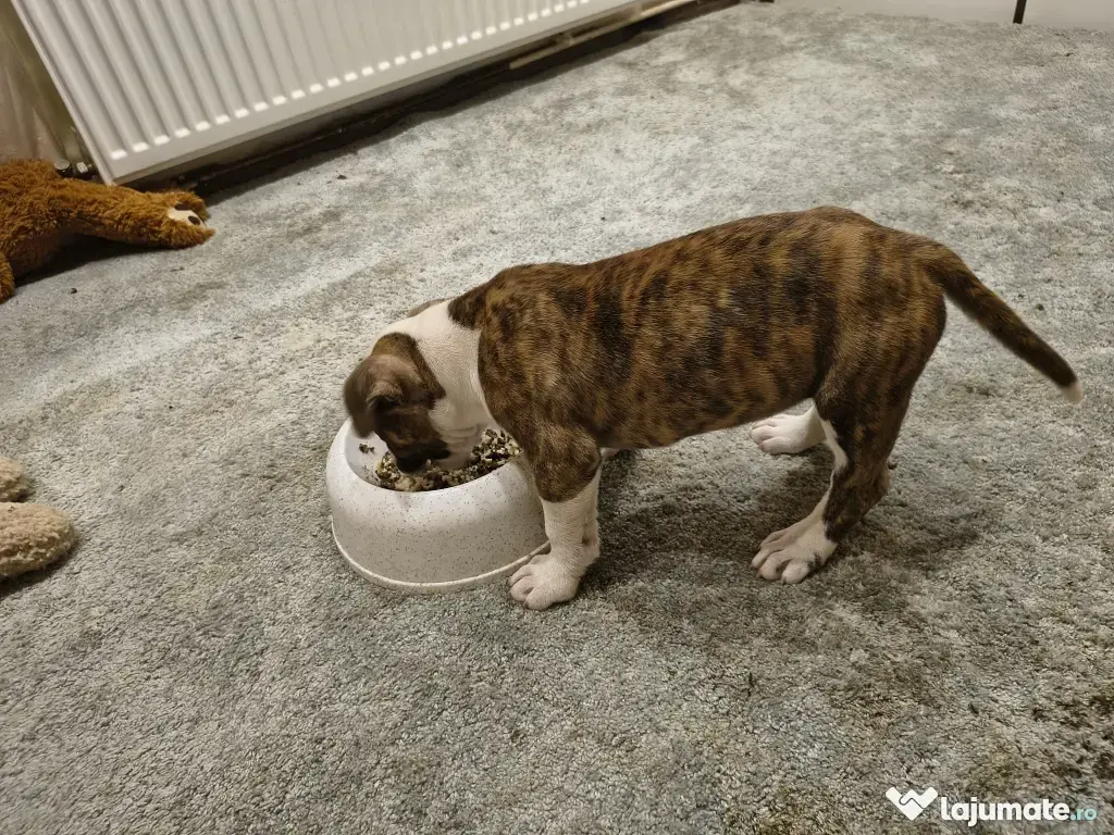 Femela Amstaff
