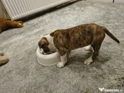 Femela Amstaff 