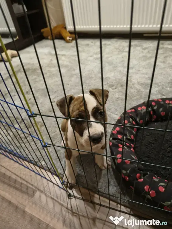 Femela Amstaff