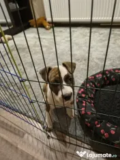 Femela Amstaff 