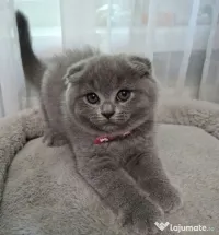 Pisicuțe Scottish fold caută stăpân, iubitori de feline 