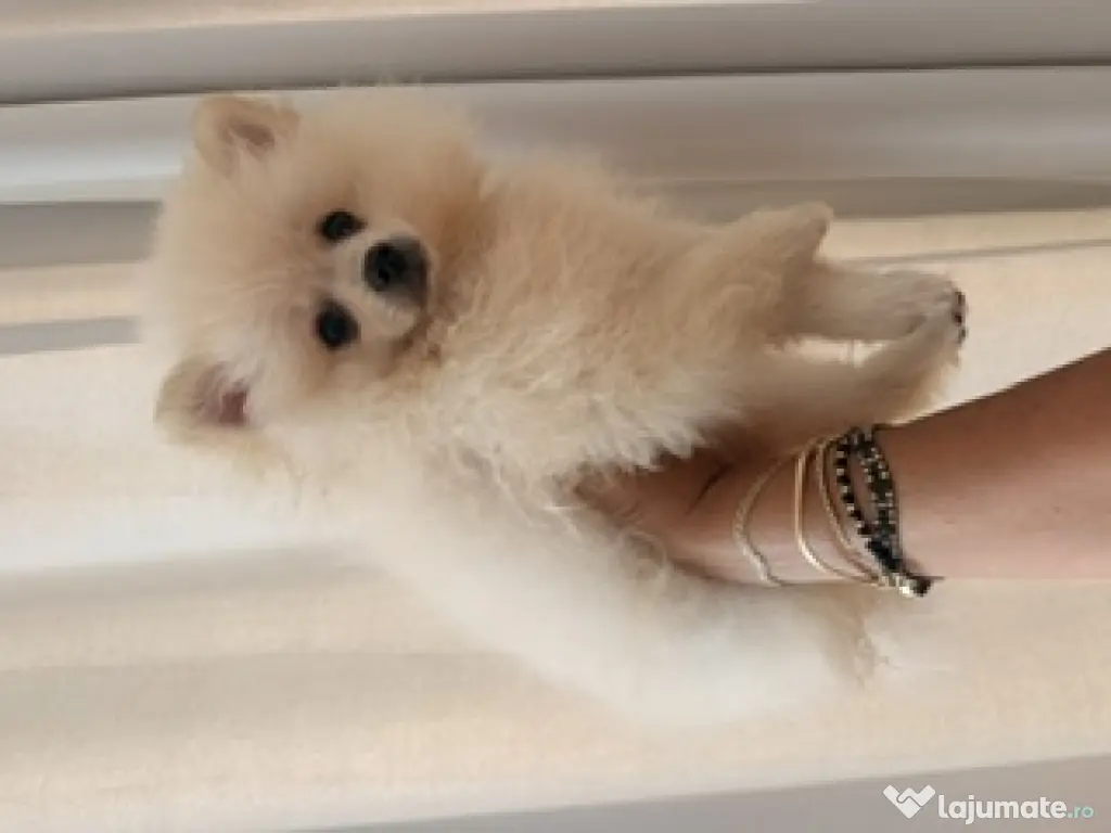 Pomeranian cu pedigree femela superba