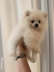 Pomeranian cu pedigree femela superba