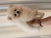 Pomeranian cu pedigree femela superba
