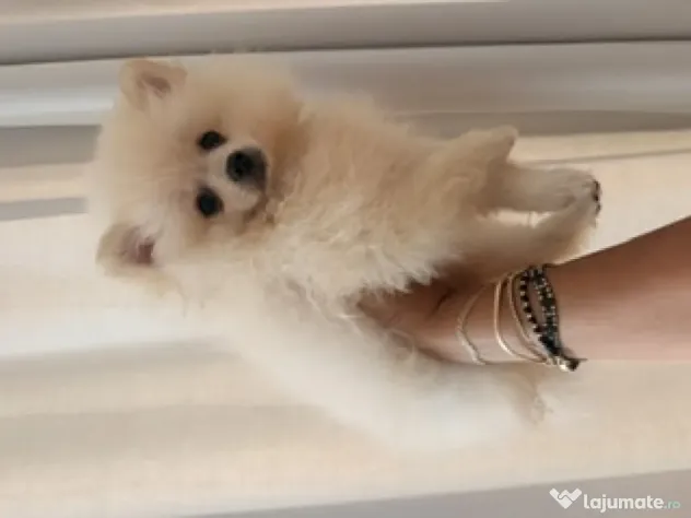 Pomeranian cu pedigree femela superba