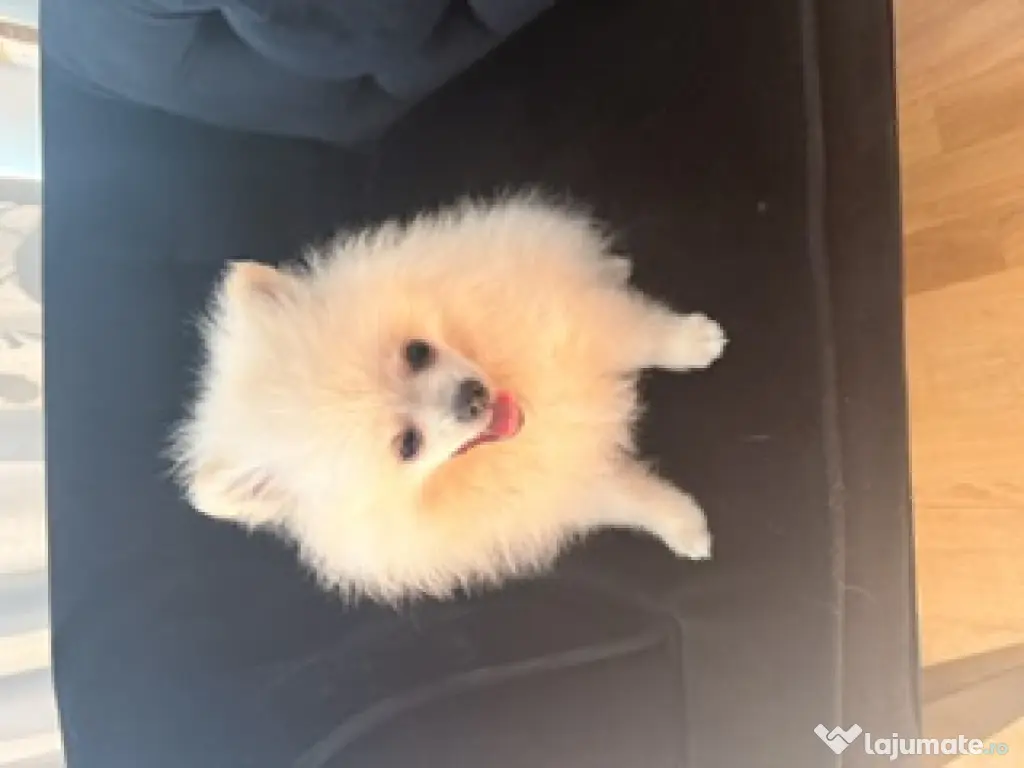 Pomeranian cu pedigree femela superba