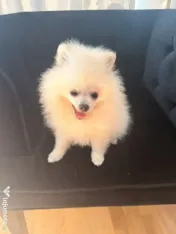 Pomeranian cu pedigree femela superba