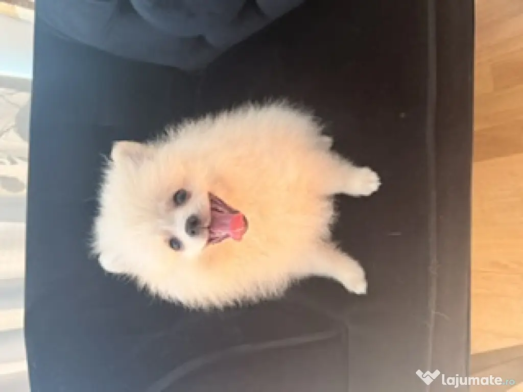 Pomeranian cu pedigree femela superba