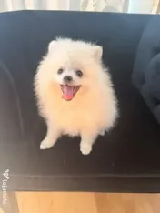 Pomeranian cu pedigree femela superba