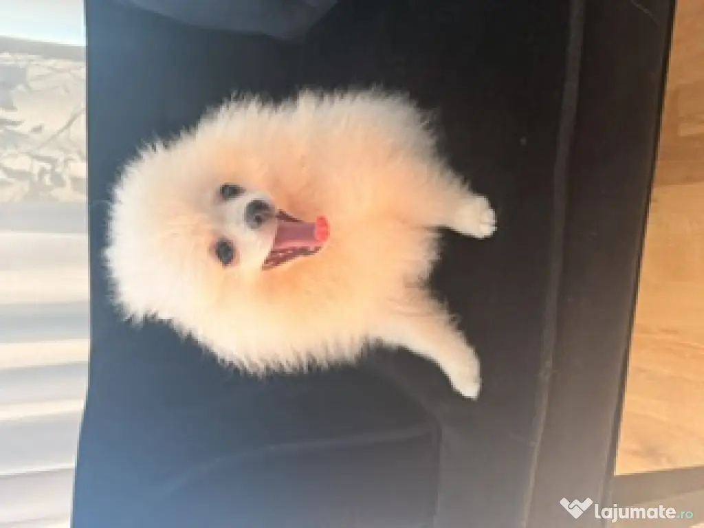 Pomeranian cu pedigree femela superba