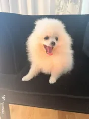 Pomeranian cu pedigree femela superba