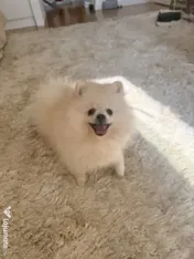 Pomeranian cu pedigree femela superba