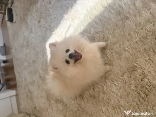 Pomeranian cu pedigree femela superba