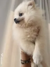 Pomeranian cu pedigree femela superba