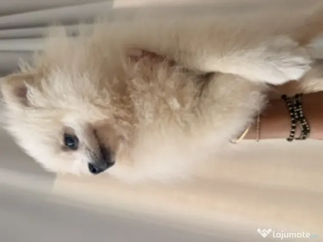 Pomeranian cu pedigree femela superba