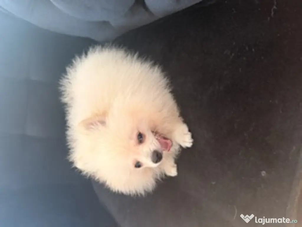 Pomeranian cu pedigree femela superba