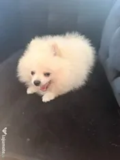 Pomeranian cu pedigree femela superba