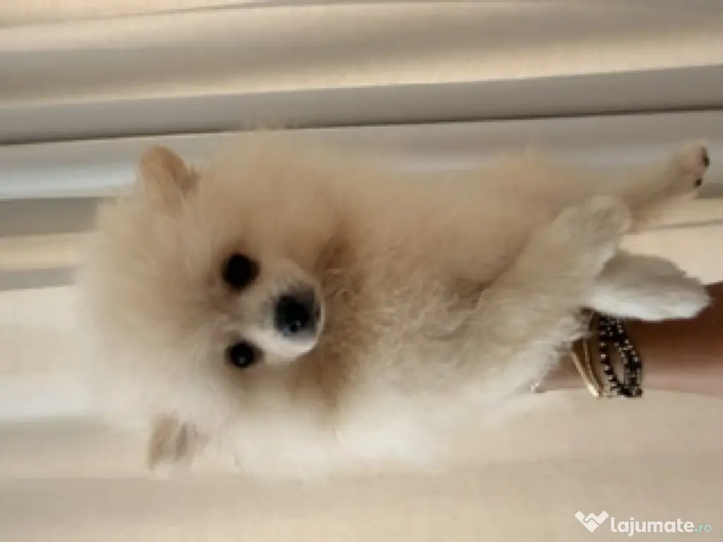 Pomeranian cu pedigree femela superba