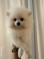 Pomeranian cu pedigree femela superba