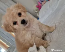 Maltipoo 7 săptămâni