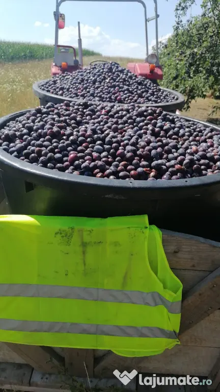 Vand prune gata culese pentru tuica