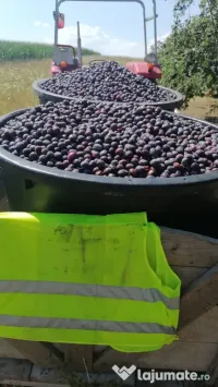 Vand prune gata culese pentru tuica