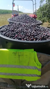 Vand prune gata culese pentru tuica
