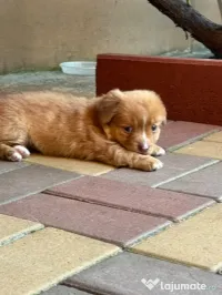 Cățeluș pentru adoptie 