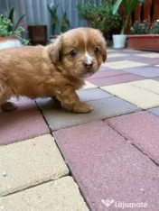 Cățeluș pentru adoptie 