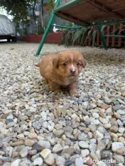 Cățeluș pentru adoptie 