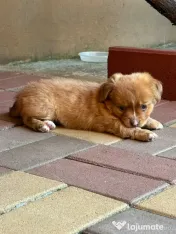 Cățeluș pentru adoptie 