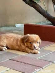 Cățeluș pentru adoptie 