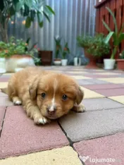 Cățeluș pentru adoptie 