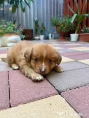 Cățeluș pentru adoptie 