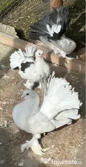 Porumbei voltați / rotați 